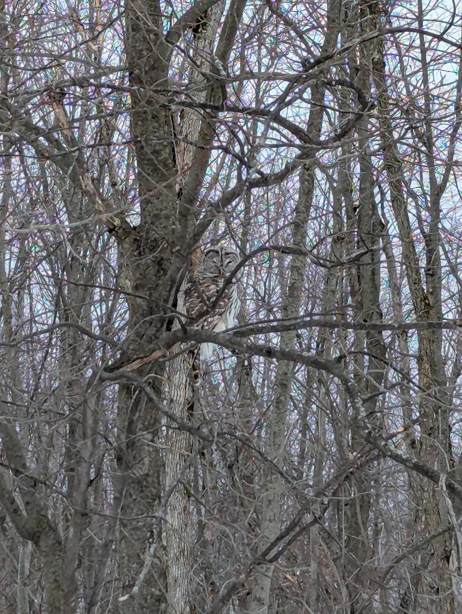 Barred Owl - ML631882691