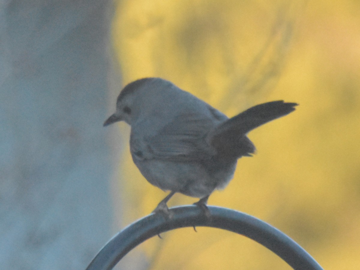 Gray Catbird - ML631882841