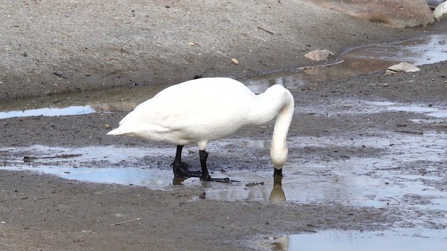 Zwergschwan - ML631882902