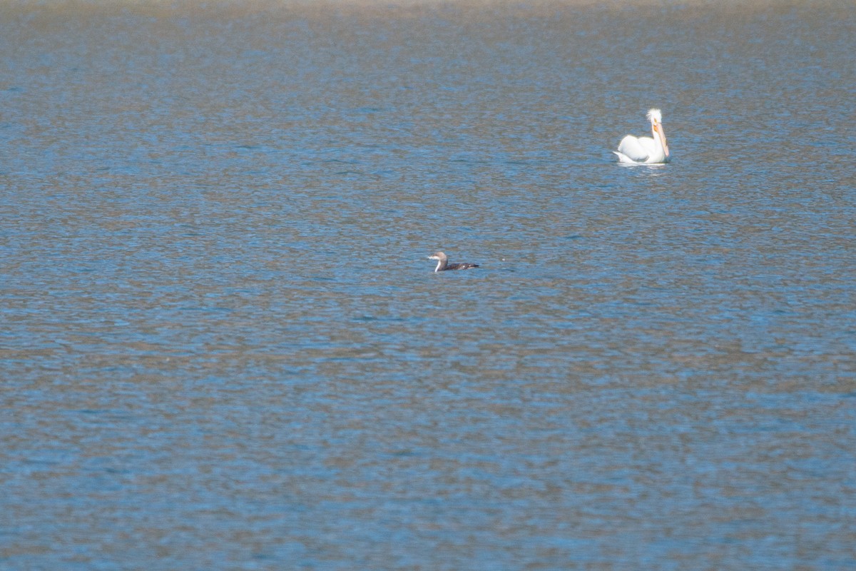 Pacific Loon - ML631882905