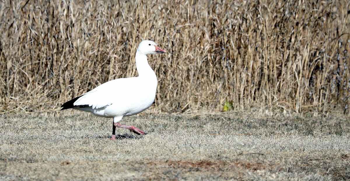Snow Goose - ML631883076