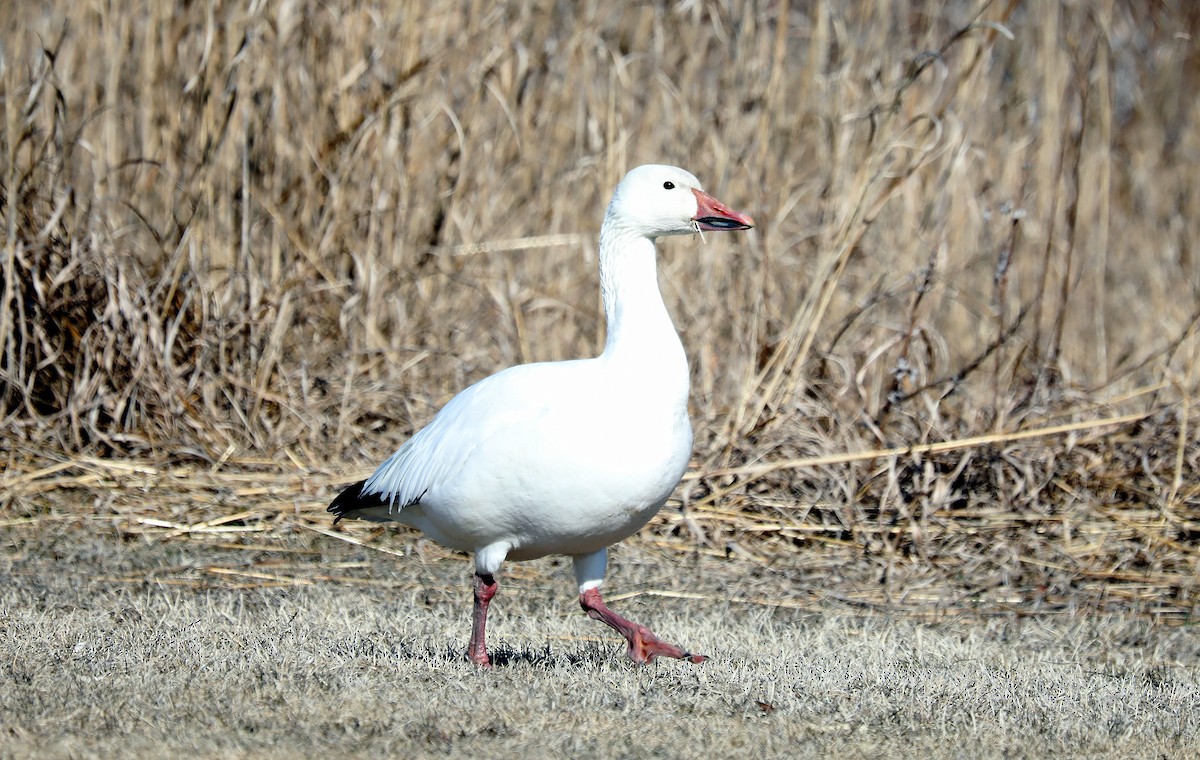 Snow Goose - ML631883085