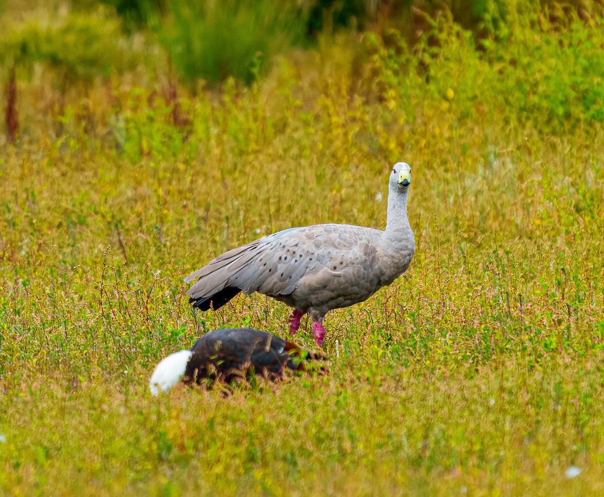 Cape Barren Goose - ML631883093