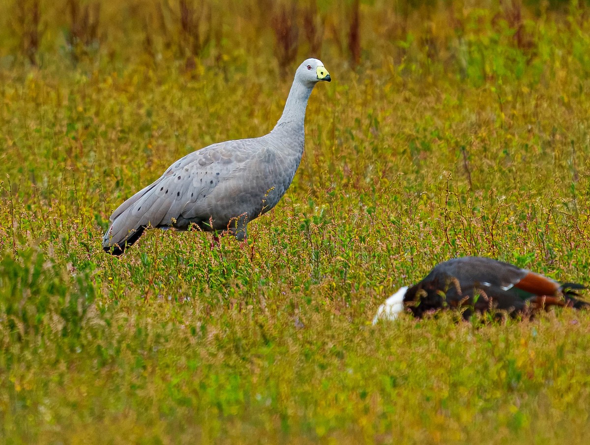 Cape Barren Goose - ML631883094