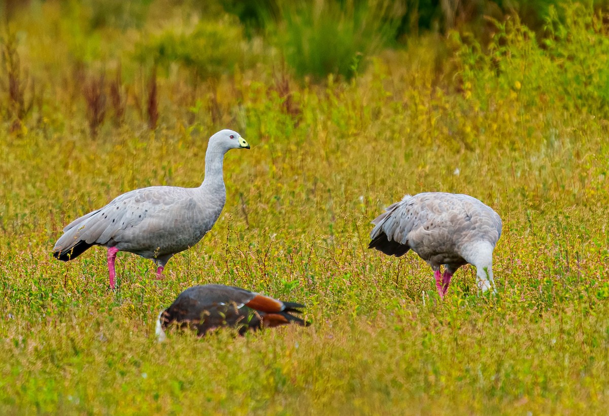 Cape Barren Goose - ML631883095