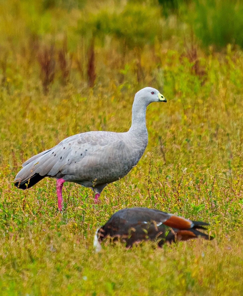 Cape Barren Goose - ML631883096