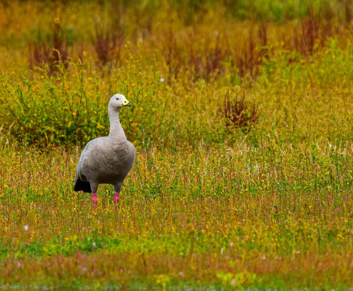 Cape Barren Goose - ML631883098