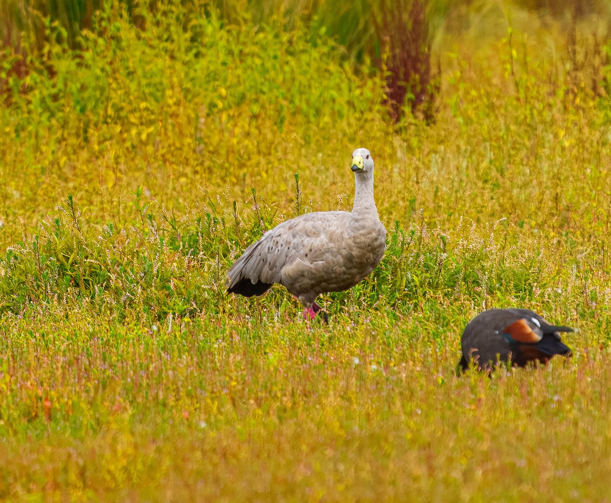 Cape Barren Goose - ML631883101