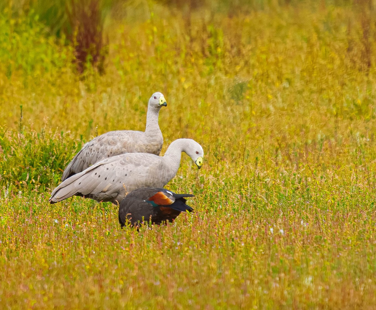 Cape Barren Goose - ML631883102