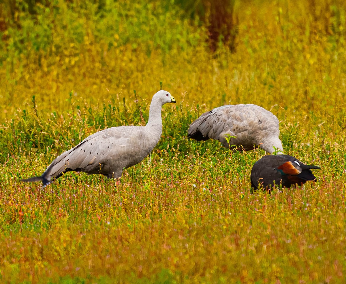 Cape Barren Goose - ML631883104