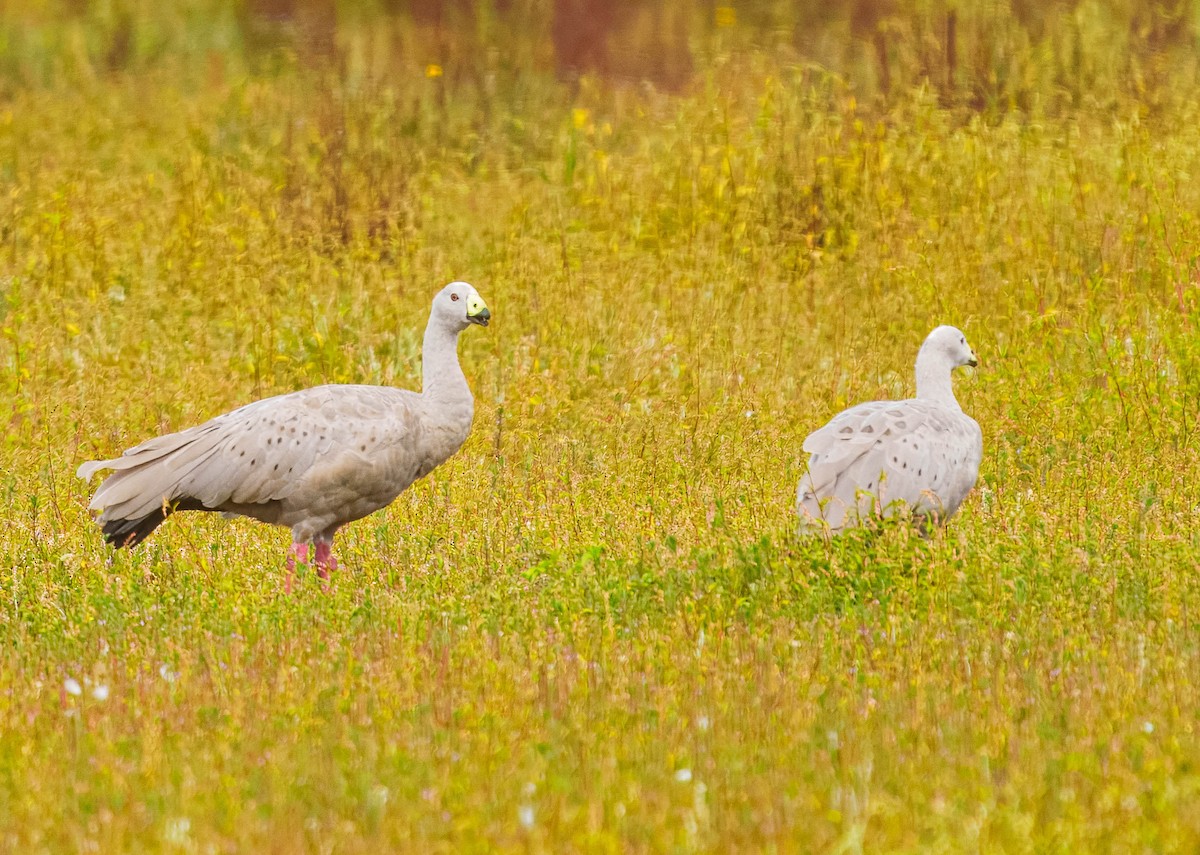 Cape Barren Goose - ML631883105