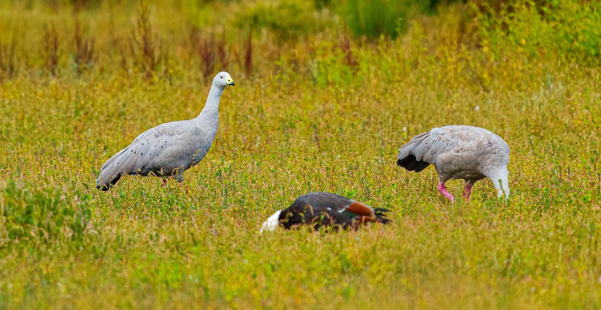 Cape Barren Goose - ML631883106