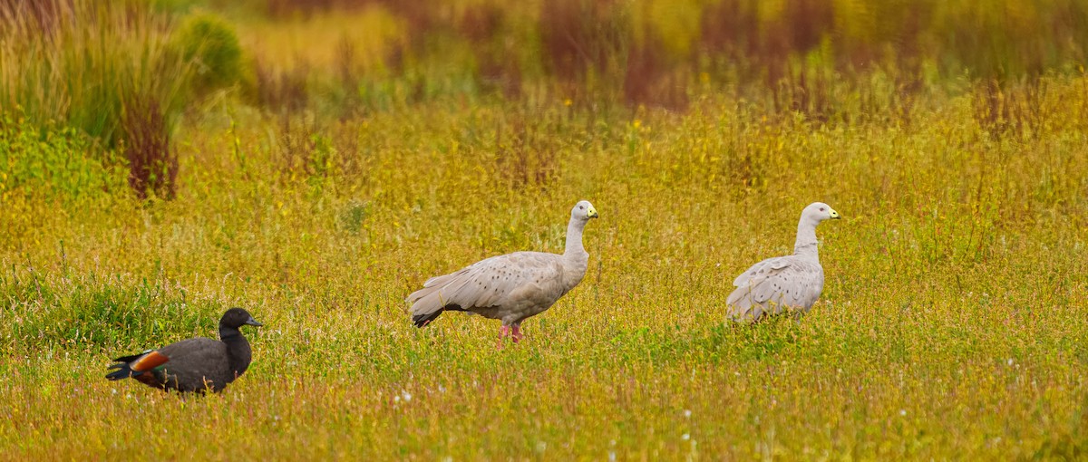 Cape Barren Goose - ML631883107