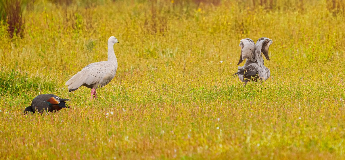 Cape Barren Goose - ML631883108