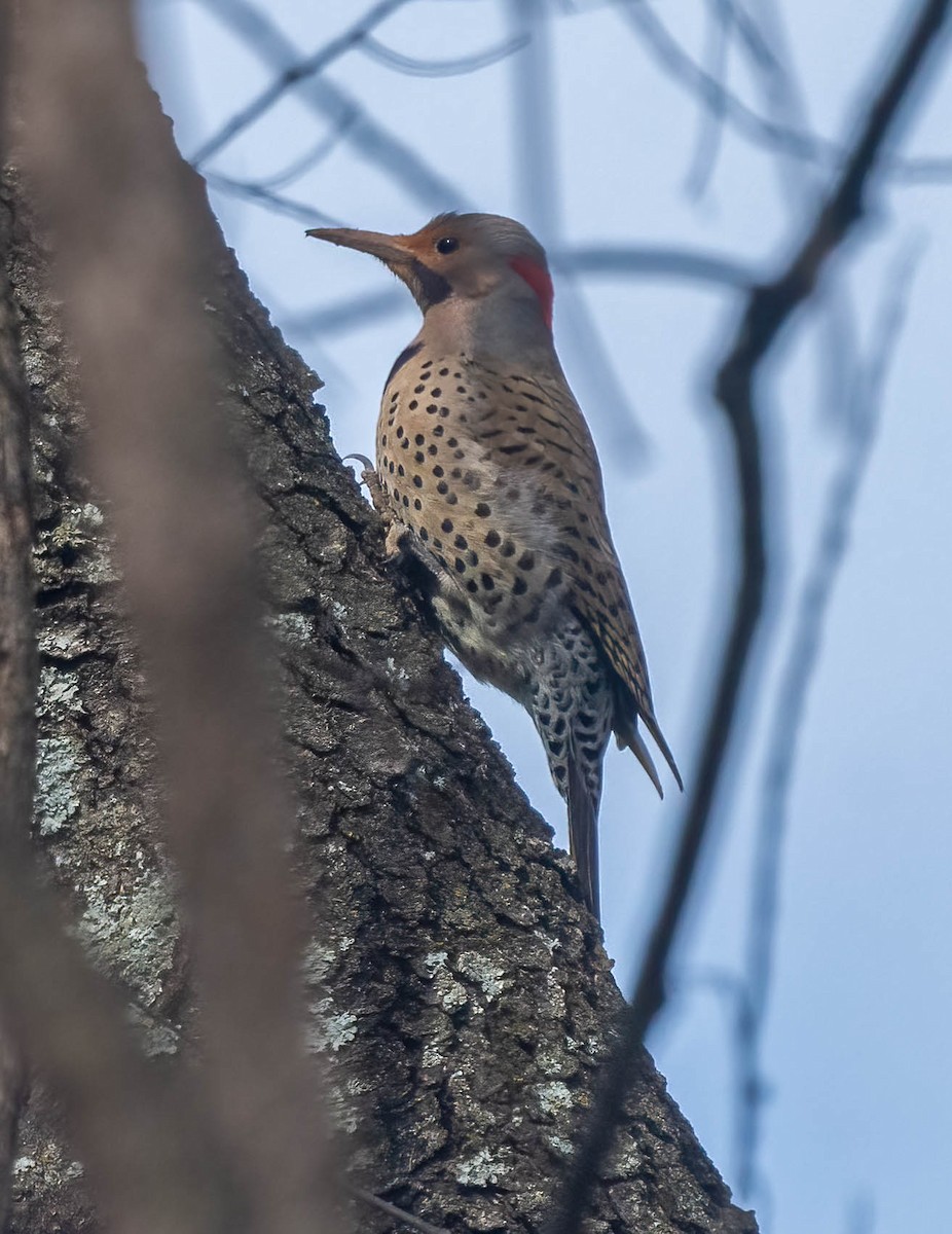 Northern Flicker - ML631883123