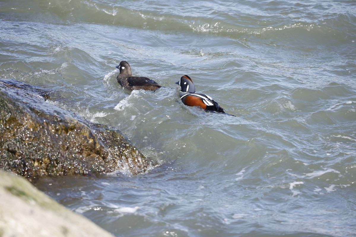 Harlequin Duck - ML631883179