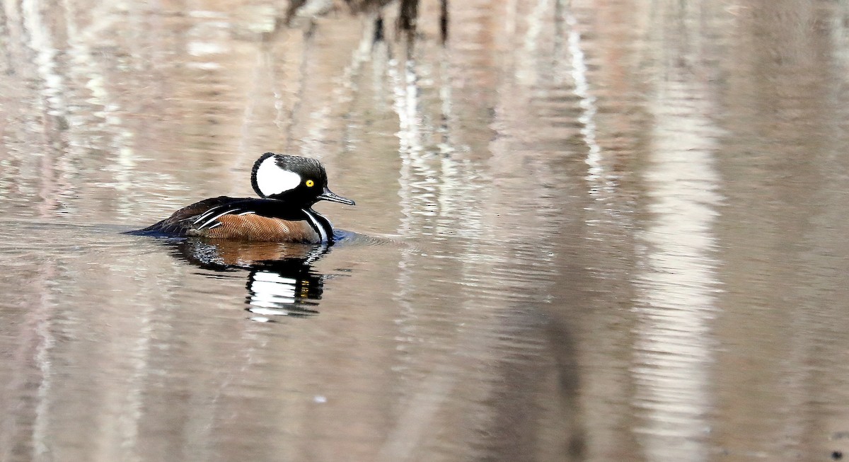 Hooded Merganser - ML631883180