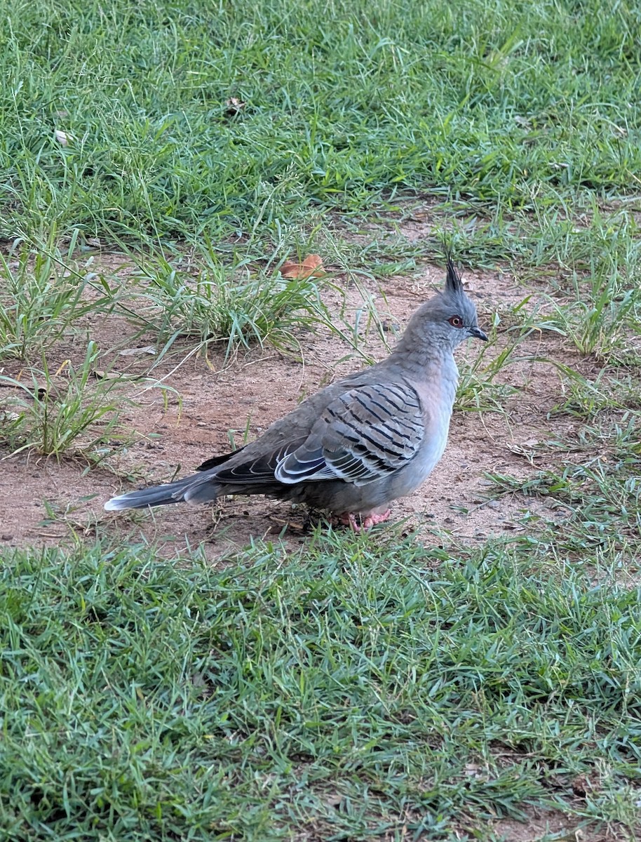 Crested Pigeon - ML631883310