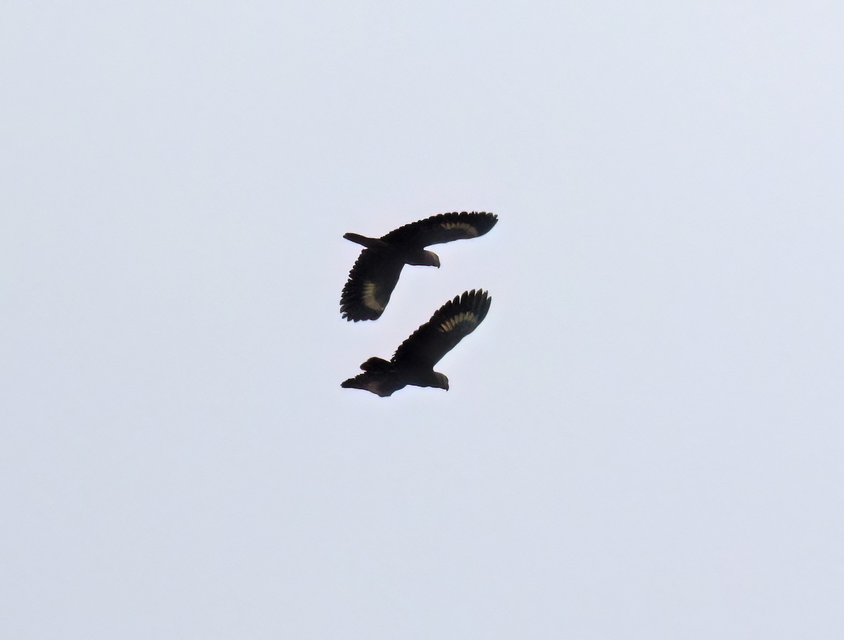 オウボウシインコ - ML631883373