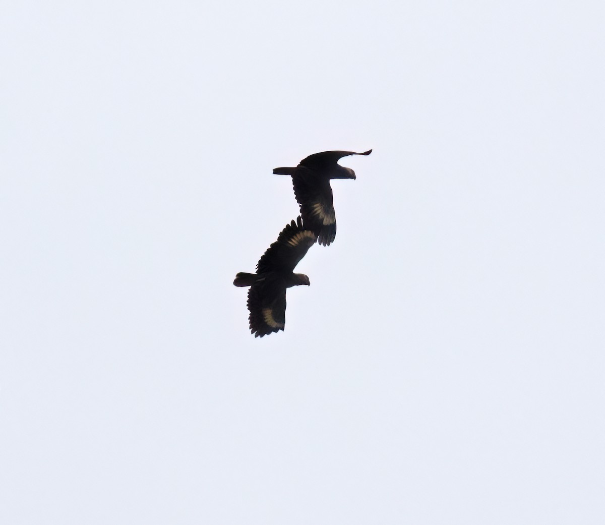 オウボウシインコ - ML631883376