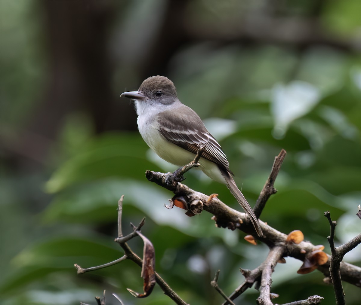 Grenada Flycatcher - ML631883413