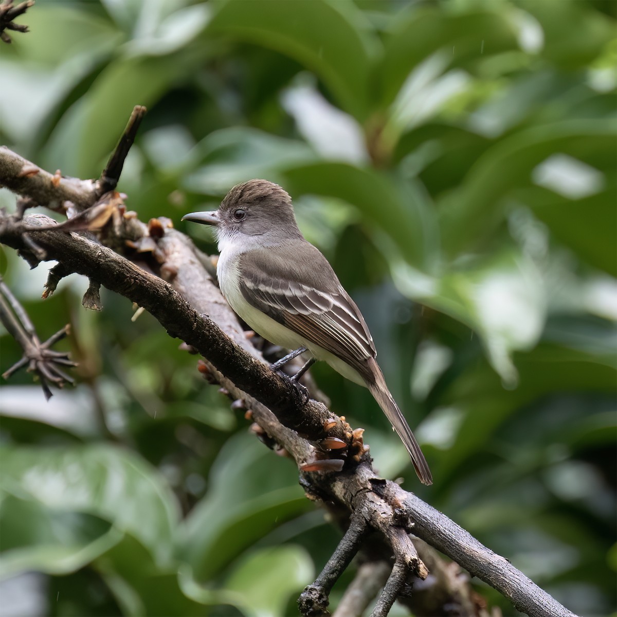Grenada Flycatcher - ML631883414