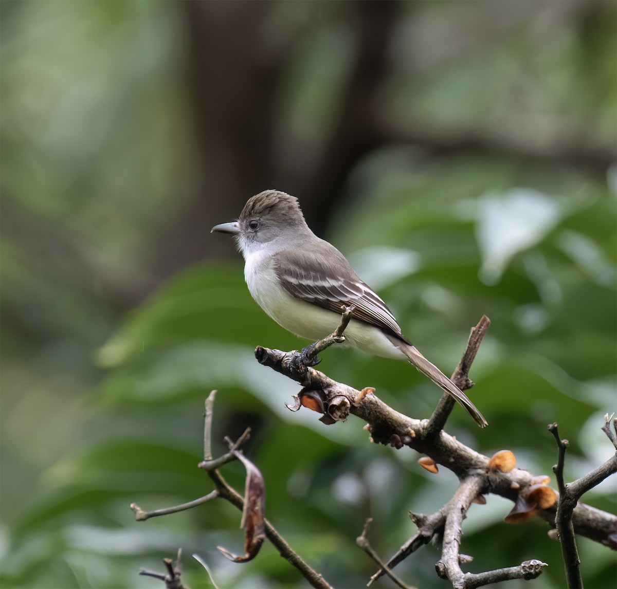 Grenada Flycatcher - ML631883415