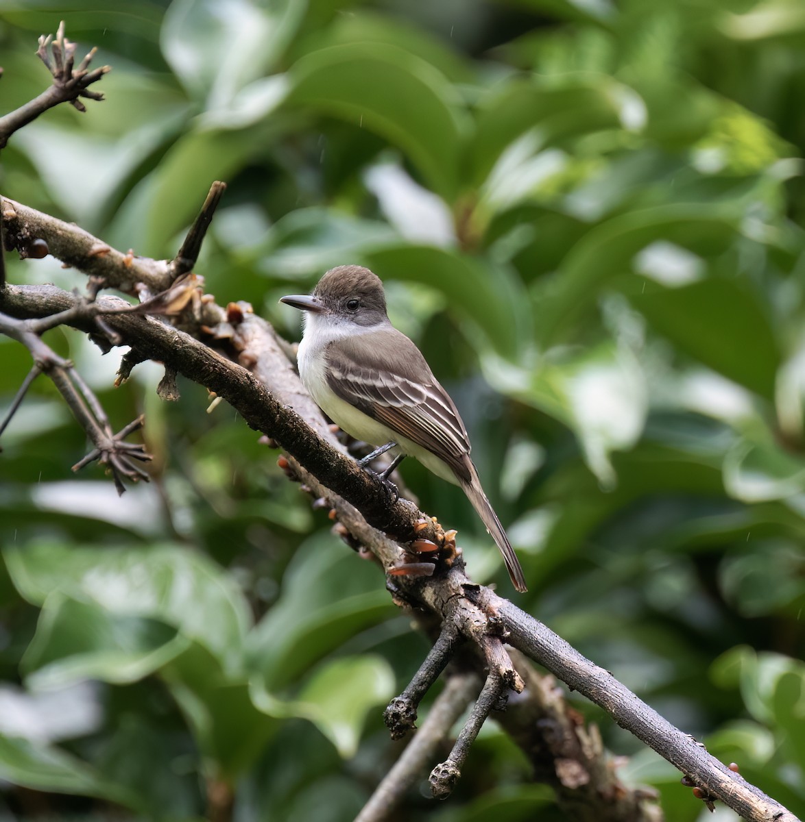 Grenada Flycatcher - ML631883416