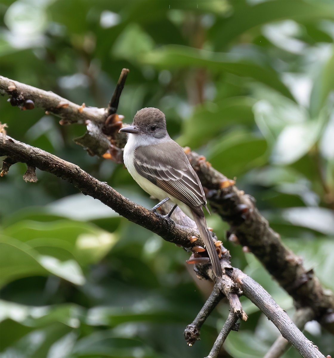 Grenada Flycatcher - ML631883417