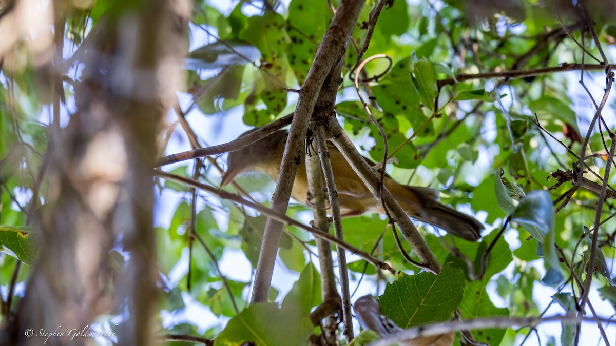 Rufous Shrikethrush - ML631883437