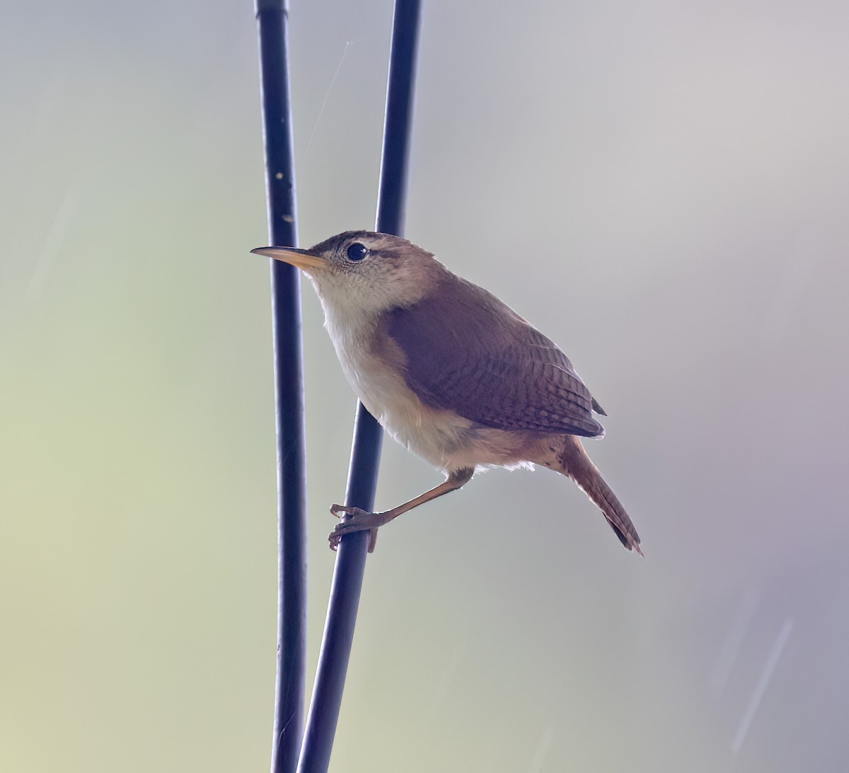 St. Vincent Wren - ML631883458