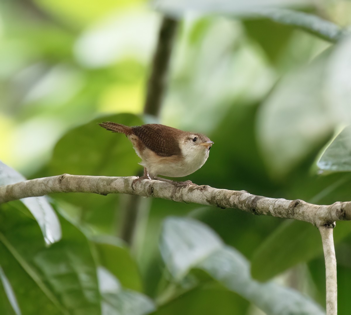 St. Vincent Wren - ML631883459