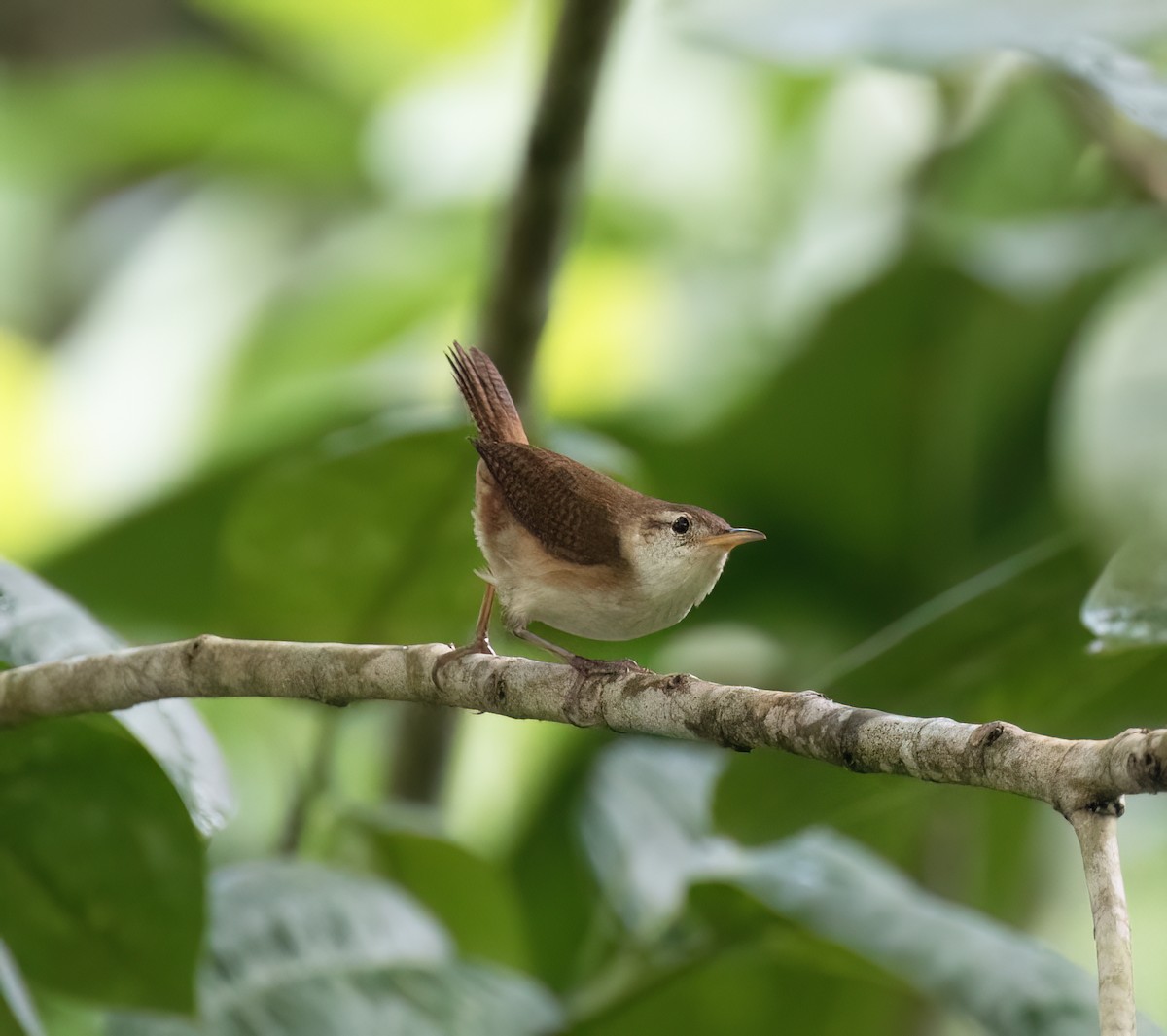 St. Vincent Wren - ML631883460