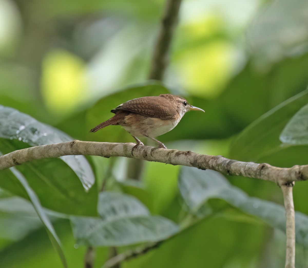St. Vincent Wren - ML631883462
