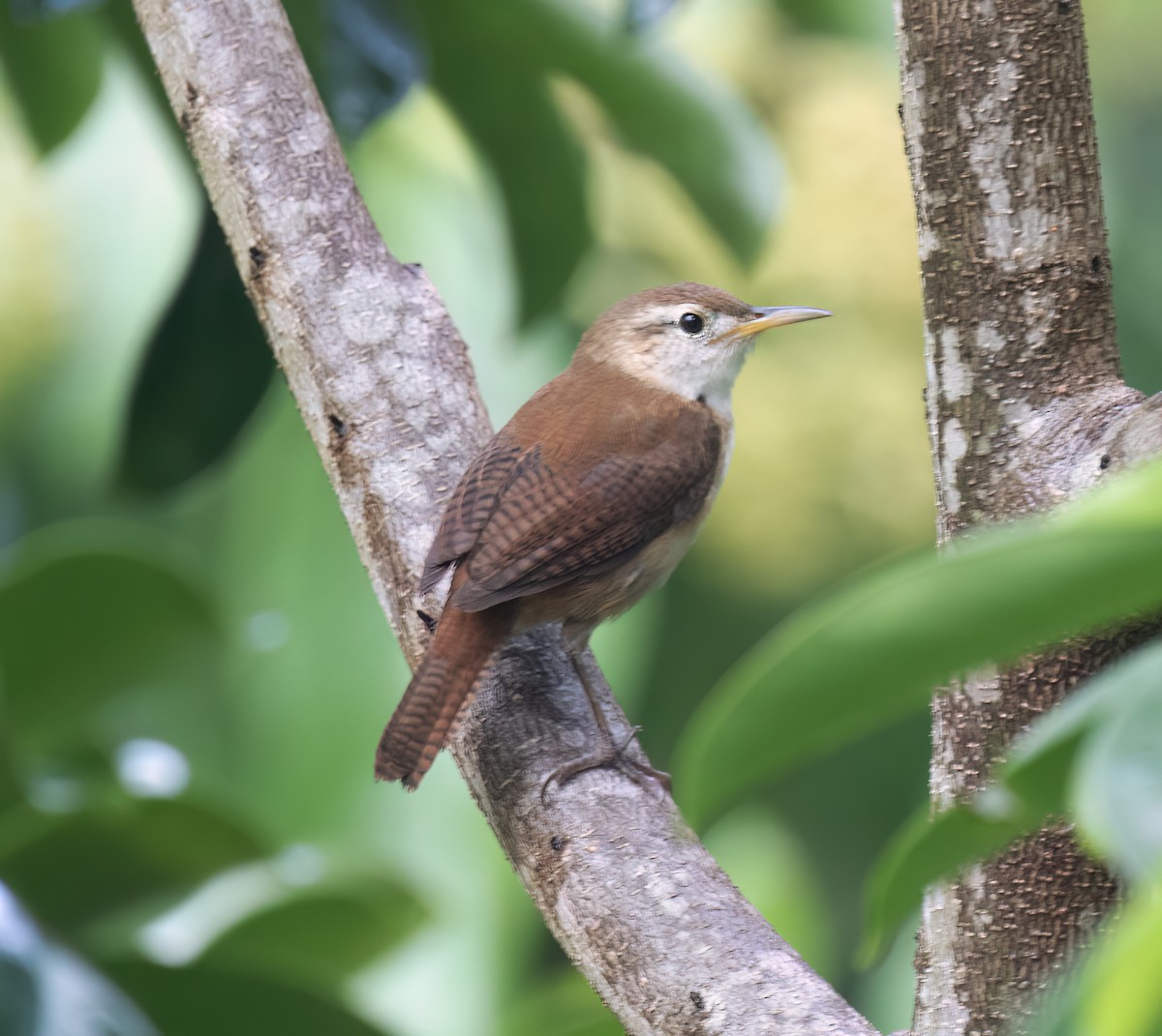 St. Vincent Wren - ML631883463