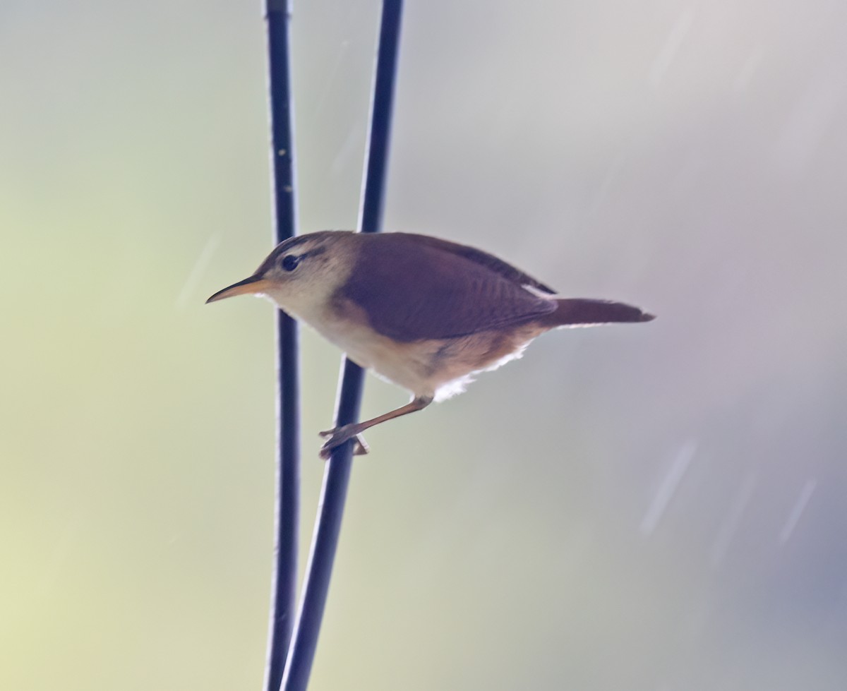 St. Vincent Wren - ML631883464