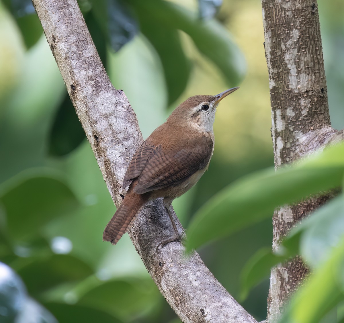 St. Vincent Wren - ML631883465