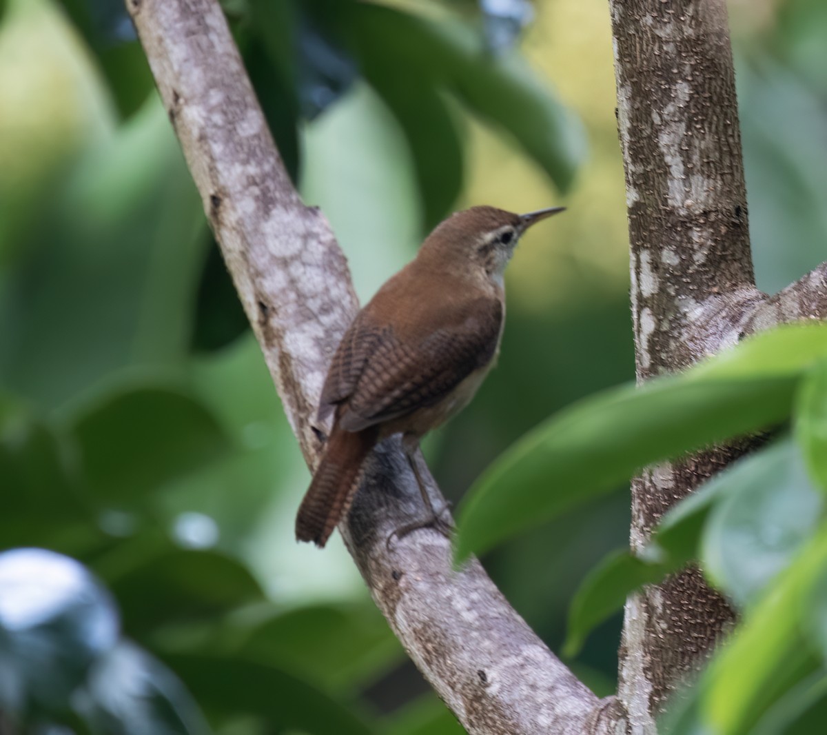 St. Vincent Wren - ML631883467