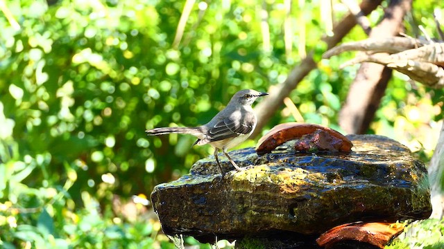 Northern Mockingbird - ML631883471