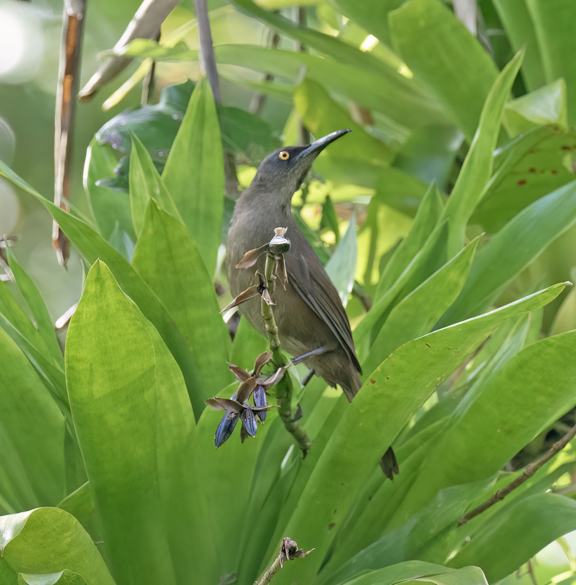 Brown Trembler - ML631883508