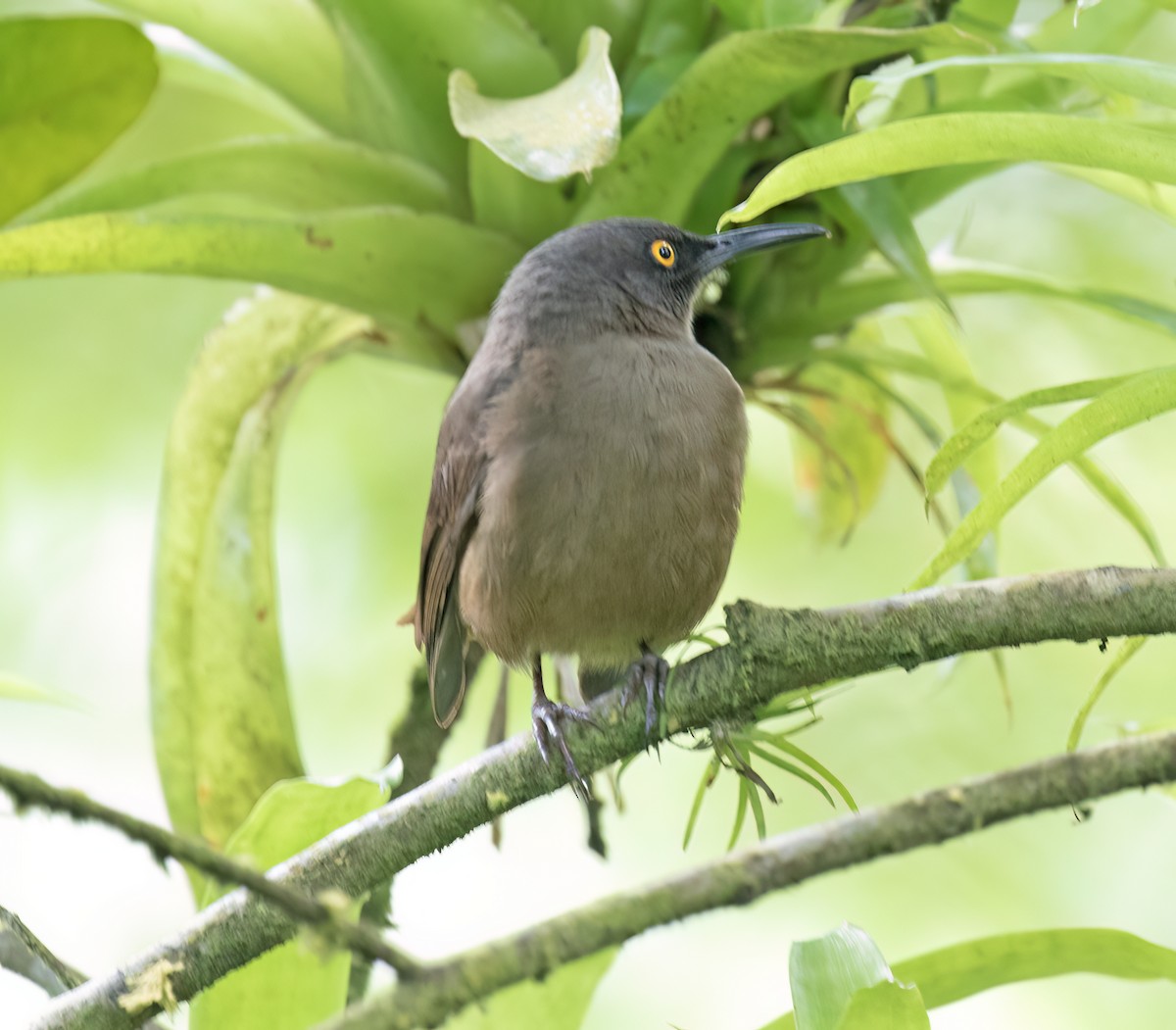 Brown Trembler - ML631883513