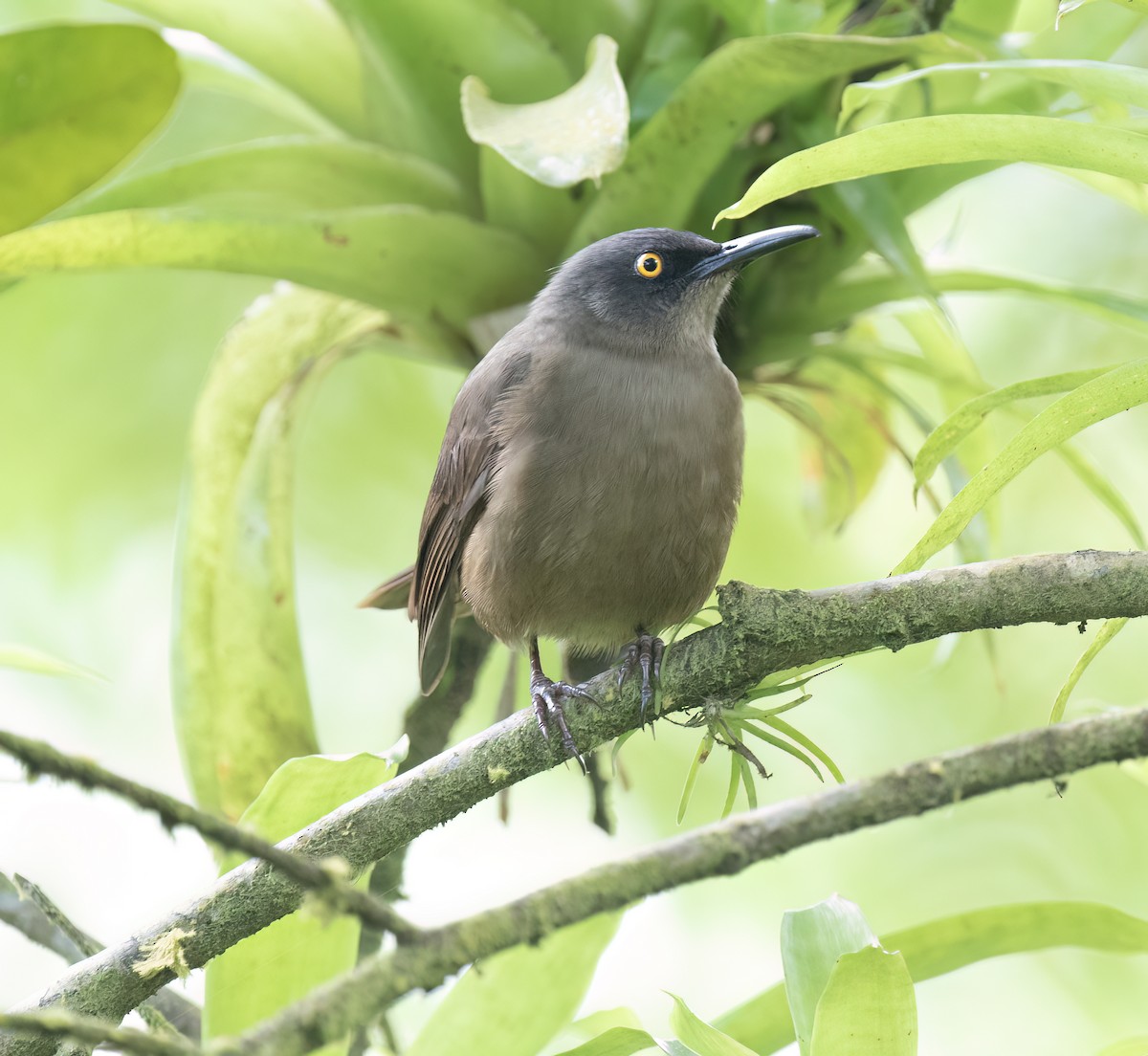 Brown Trembler - ML631883515