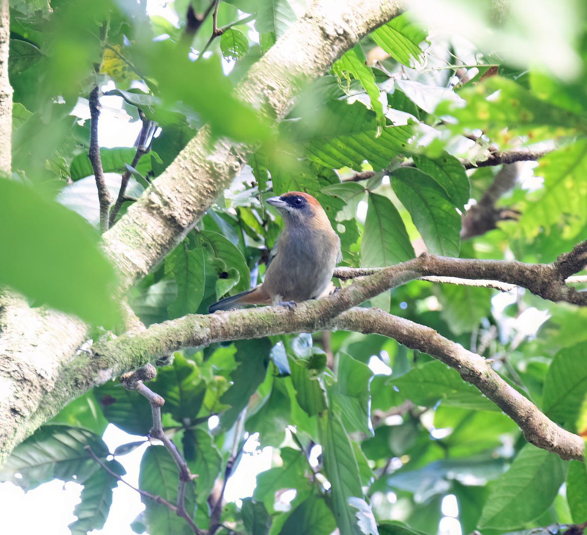 Grenada Tangarası (versicolor) - ML631883571