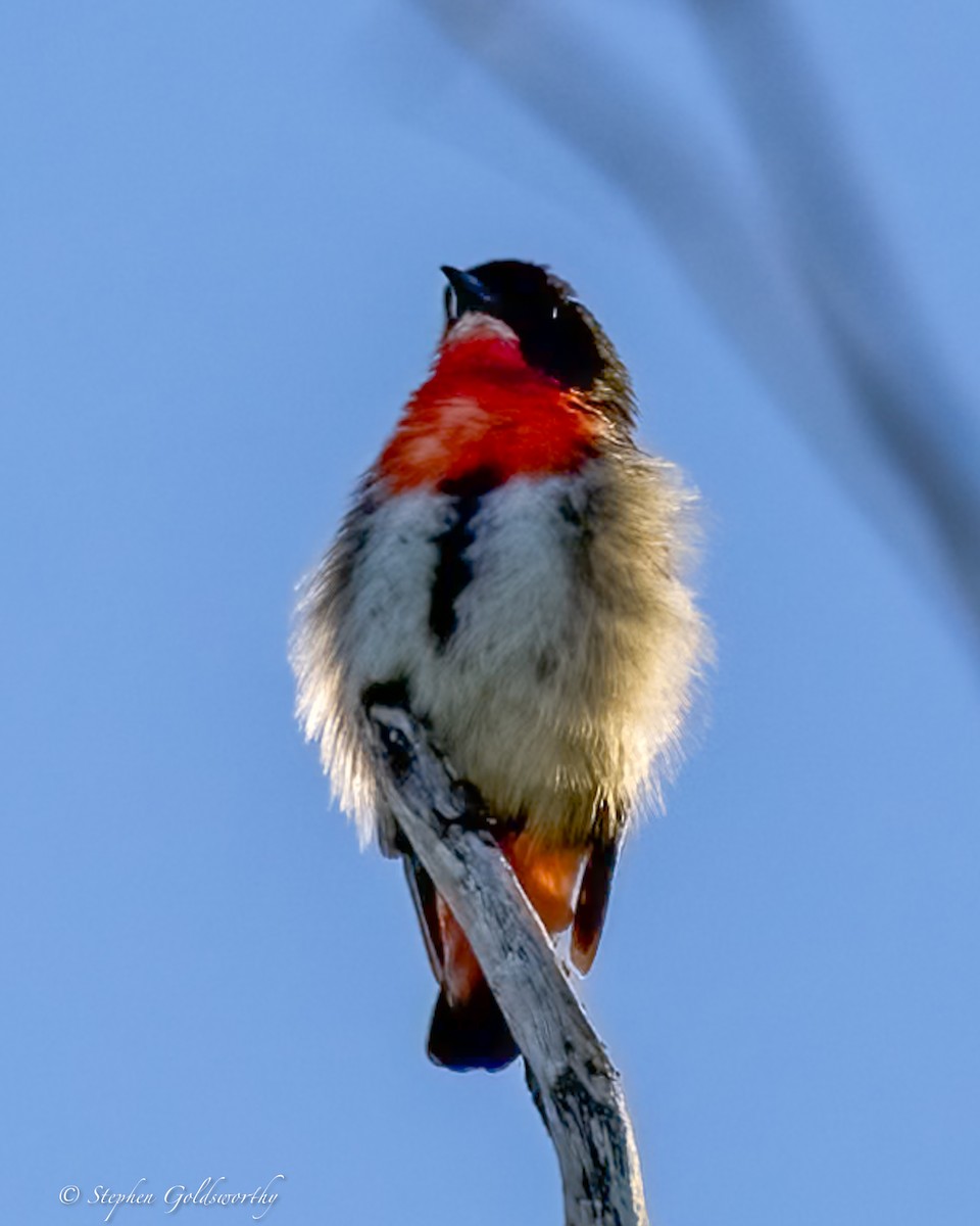 Mistletoebird - ML631883713