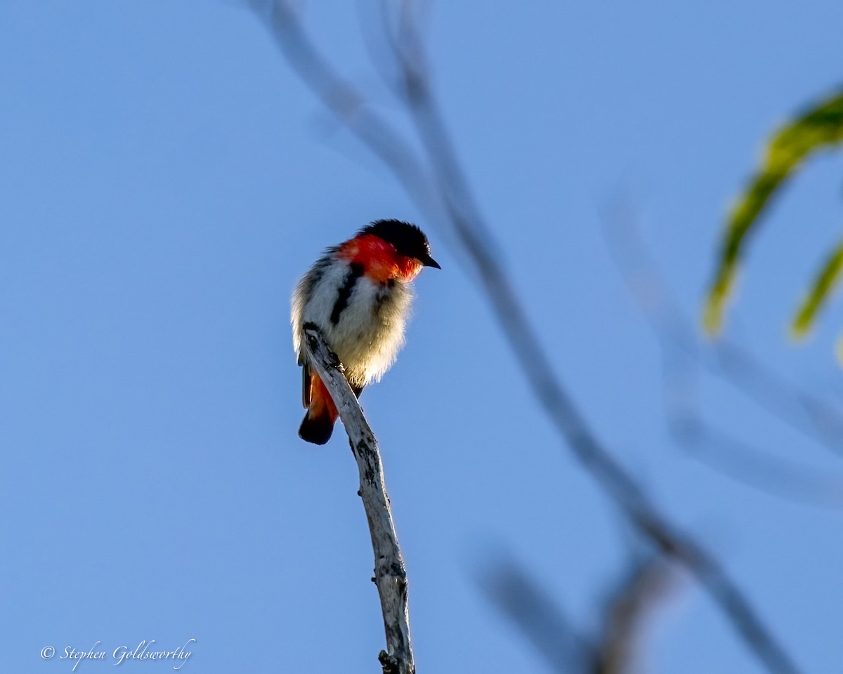 Mistletoebird - ML631883714