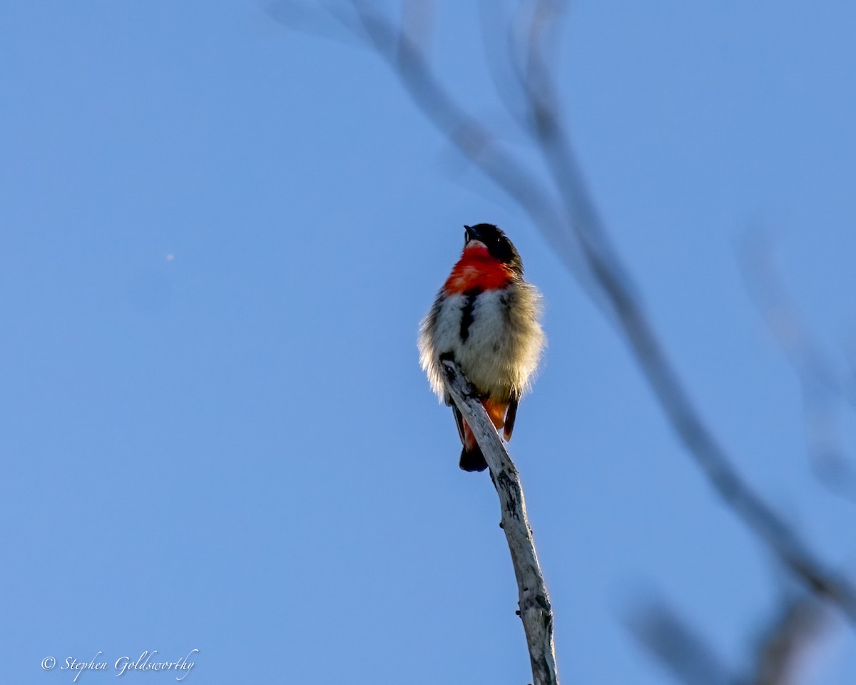 Mistletoebird - ML631883715