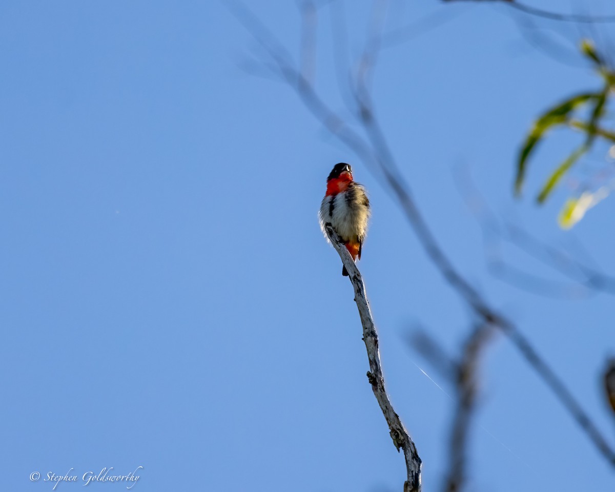 Mistletoebird - ML631883716