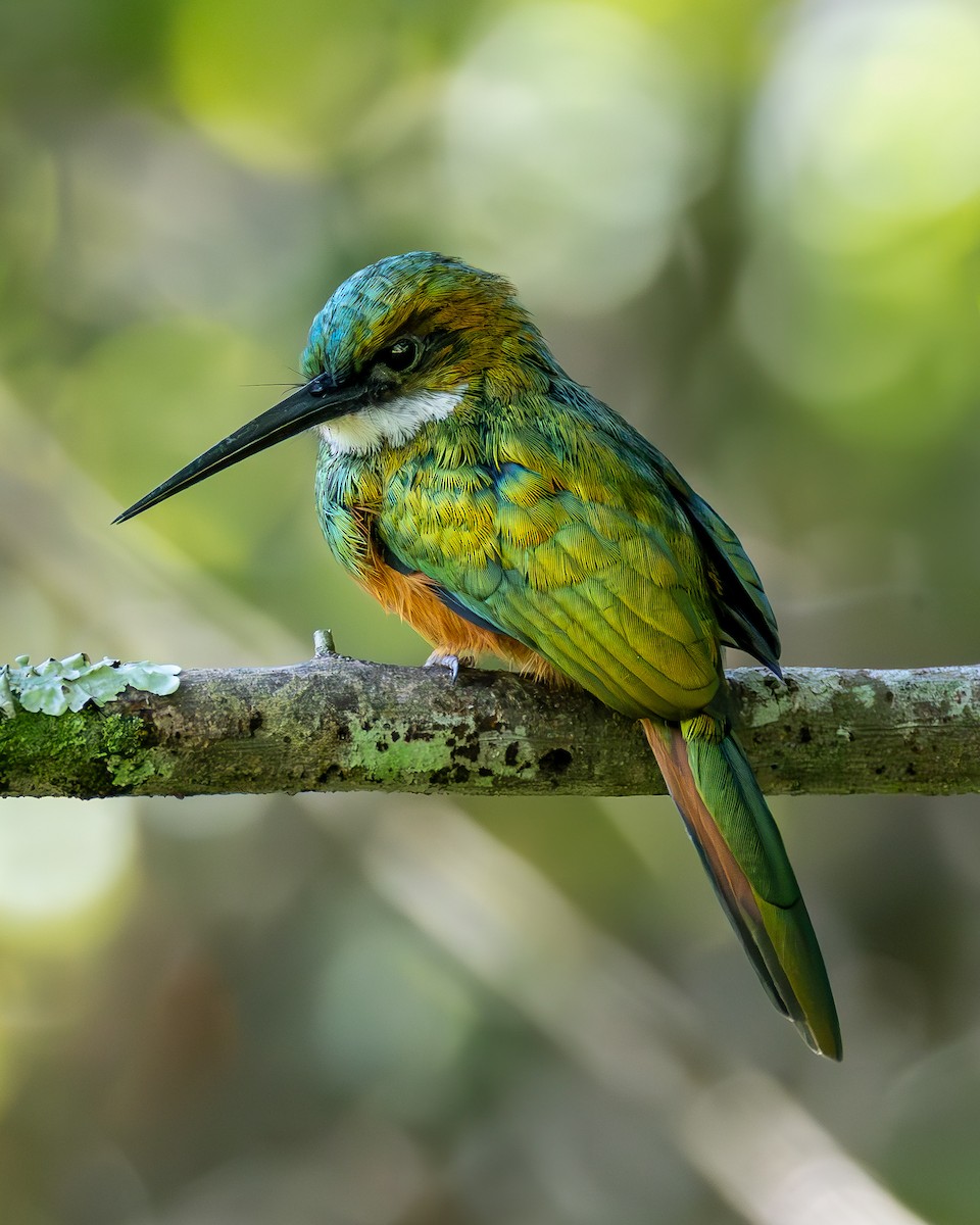 Jacamar à queue rousse - ML631883807