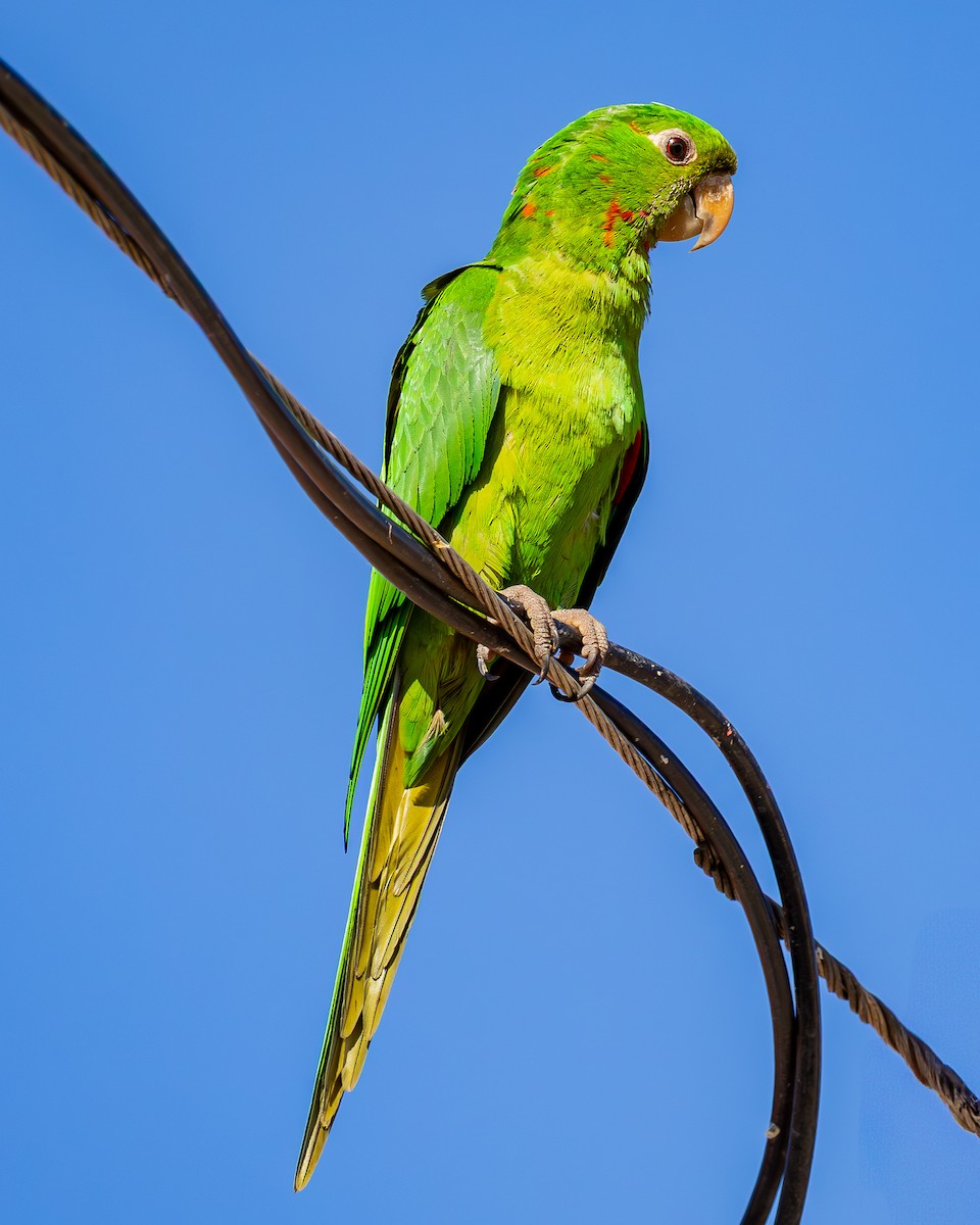 Conure pavouane - ML631884041