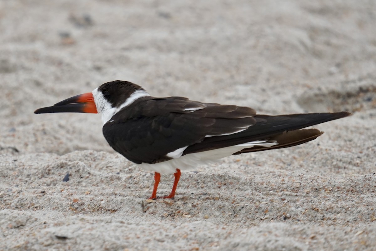 Black Skimmer - ML631884172